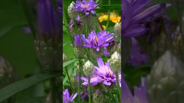 Катананхе. Дмитрий Шлапак смотреть онлайн