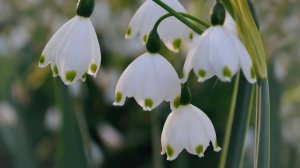 Белоцветник весенний.