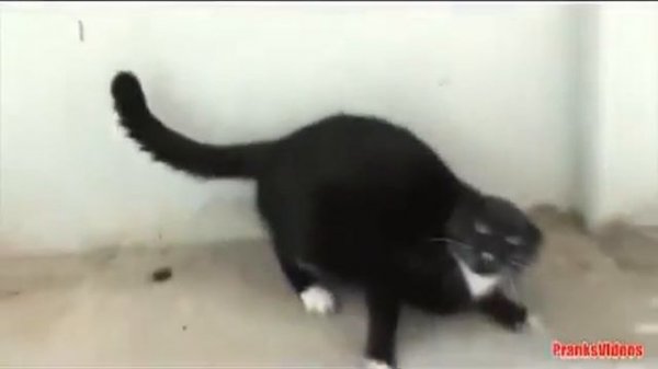 кошкины приколы