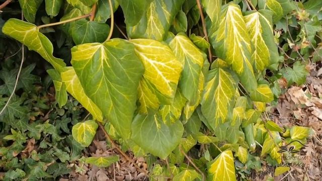 Hedera helix 'Goldheart' břečťan popínavý смотреть онлайн