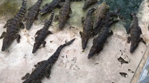 Крокодилы разорвали курицу на обед