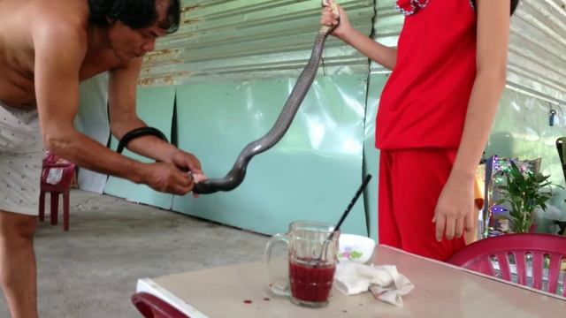 Дегустация змеиного мяса, когда иностранные туристы посещают вьетнамские деревни - интересный опыт. смотреть онлайн