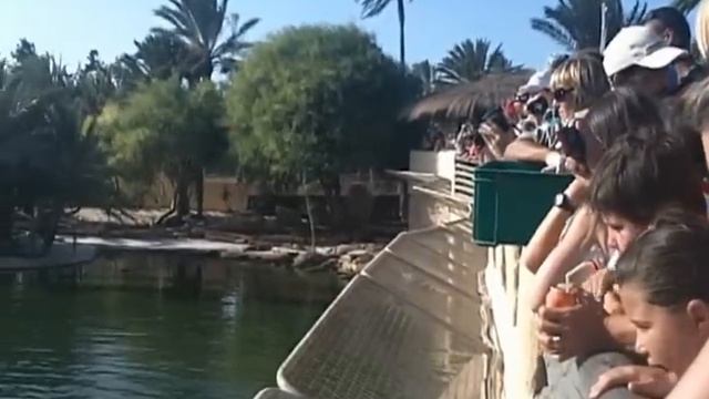 Crocodile farm in Tunisia смотреть онлайн