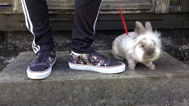 Vans Old Skool Floral vs. Vans Old Skool Vintage - Review - On Feet смотреть онлайн