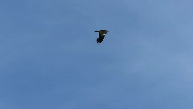 2380  05 07 2022  Полет чибиса