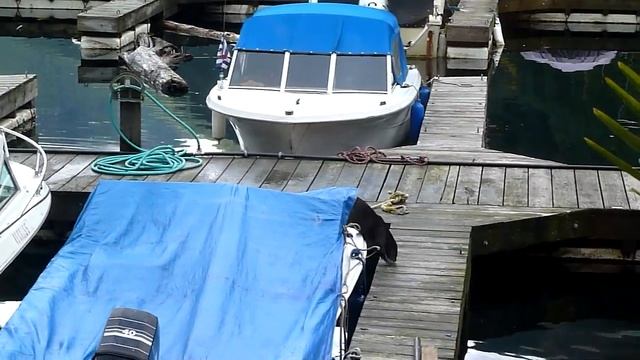 Морской котик смотреть онлайн