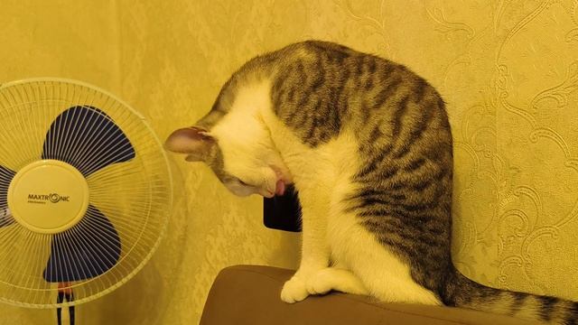 кошка умывается.mp4