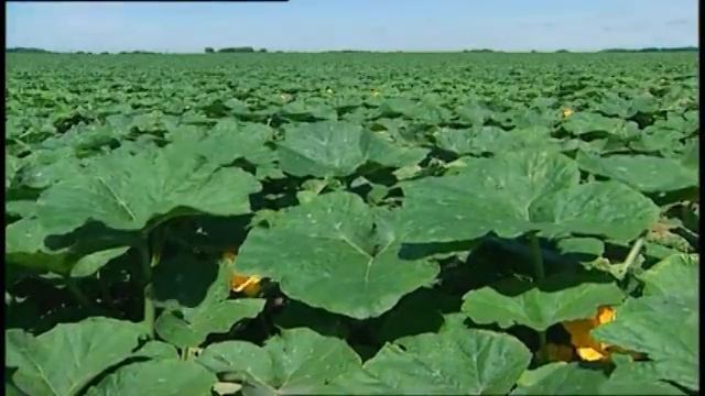 Power Year for Pumpkins: High Temperatures Yield Bountiful Harvest смотреть онлайн