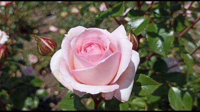 Долина роз. Кисловодск.25.06.23. смотреть онлайн