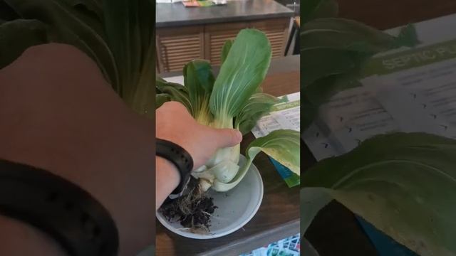 Пак Чой, Пак Чой Бебі, корейська капуста. А у нас є насіння 😀👍🥬 смотреть онлайн