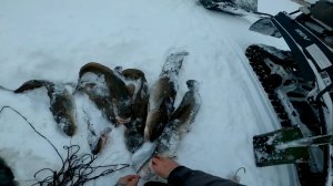 Рыбалка у чёрной дыры. Ловля  налима. Сорок шестая серия.