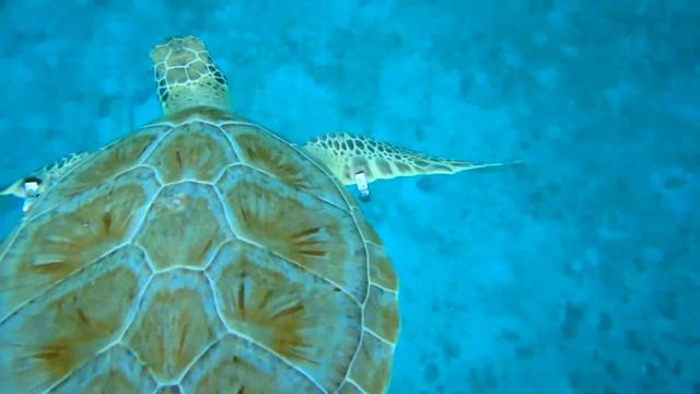 Swimming with Hawksbill Turtles in Barbados смотреть онлайн