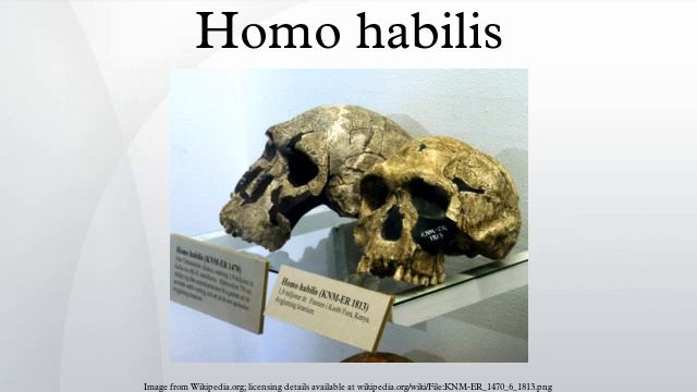 Homo habilis смотреть онлайн