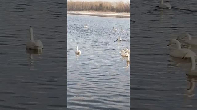 Зимовка лебедей на алтае. смотреть онлайн
