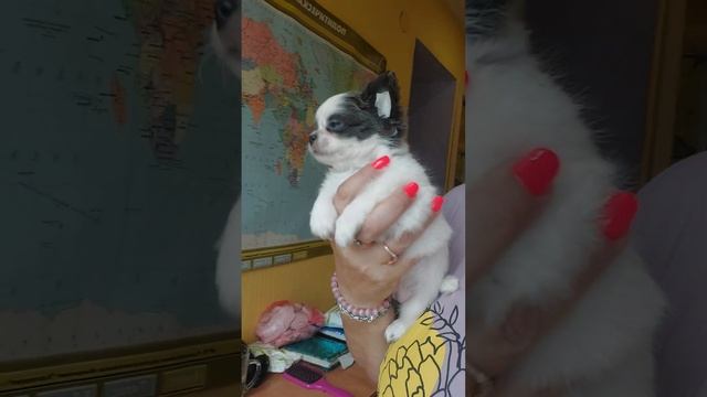 Фантастика Авунда Крыма ПРОДАЖА чихуахуа питомник Кастропуло Крым #Chihuahua #puppy смотреть онлайн