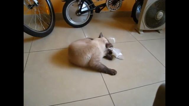 Cat chasing its tail смотреть онлайн