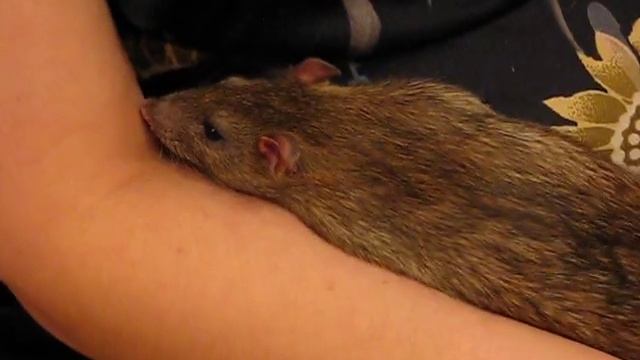 Стёпа тащится 1 смотреть онлайн