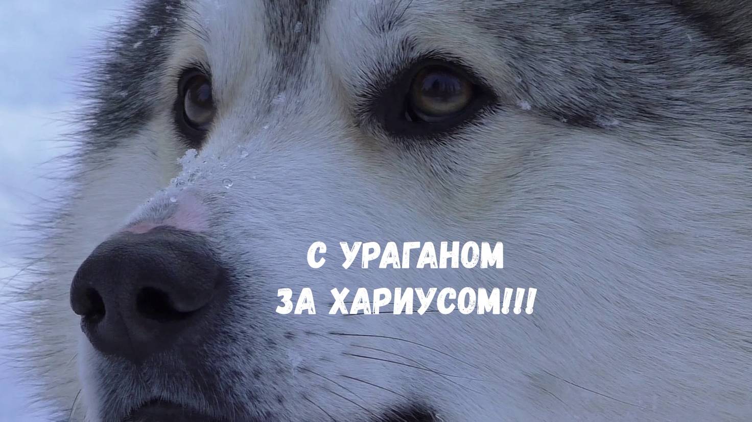 ВЫЕЗД С УРАГАНОМ ЗА ХАРИУСОМ!!! смотреть онлайн