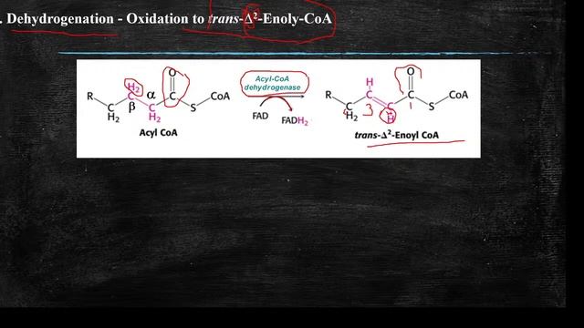 02_ Lipid Metabolism_Lecture_02 смотреть онлайн