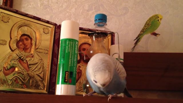 Птичка Яша, лапочка наша. смотреть онлайн