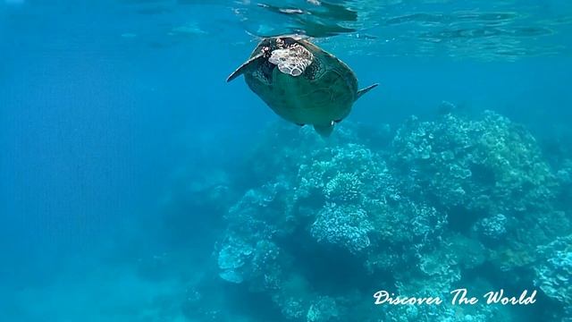 BAIGNADE AVEC LES TORTUES DANS LA BAIE D'HONOLUA - KAPALUA - WEST MAUI - HAWAII смотреть онлайн