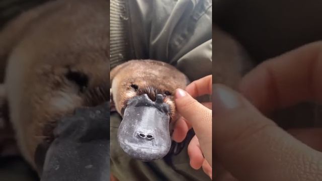 Have you ever seen a platypus in person before Video by @AustralianReptilePark смотреть онлайн