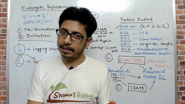 Eukaryotic DNA replication Initiation | DNA replication in eukaryotes lecture 1 смотреть онлайн
