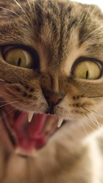 Самые истеричные кошки смотреть онлайн