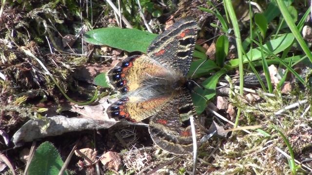 The False Apollo (Archon Apollinus)