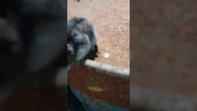 Хомяк-десантник смотреть онлайн