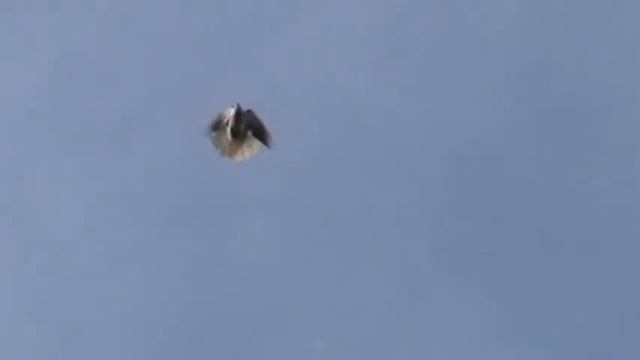 Полет серпастых голубей смотреть онлайн