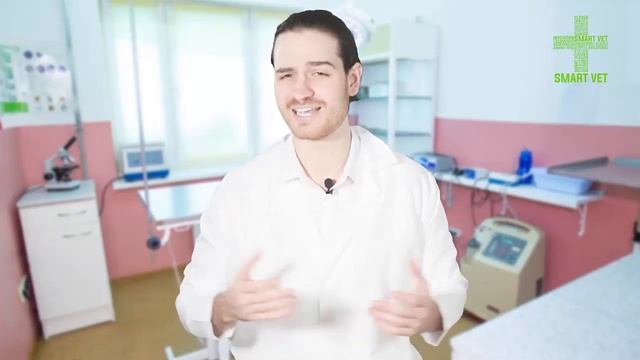 Presentación Smart Vet смотреть онлайн