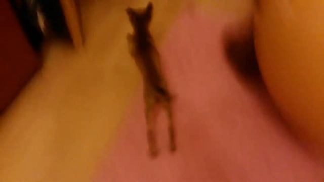 КАК МЫ ДРАЛИСЬ С КВЕЧТОМ(СОБАКОЙ) смотреть онлайн