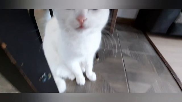 мой необычный зверь это моя кошка 🤪🐈 cat смотреть онлайн