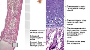 Сазонов С.В.  5. Развитие кости на месте хряща