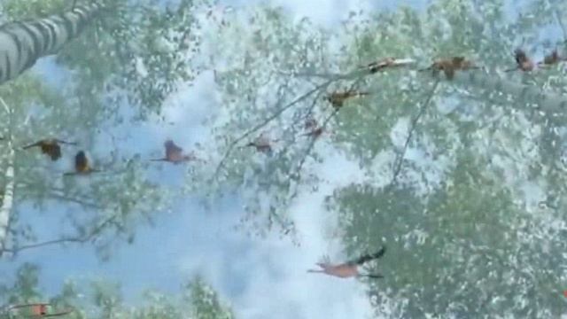 Журавлики Небесные... Стихи Г.Лисиенкова, муз. и исп. С.Фрумович,видео В.Куксенко