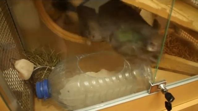 Шиншилла Шурик смотреть онлайн
