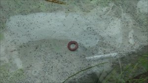 Что будет, если не менять масло в редукторе лодочного мотора.