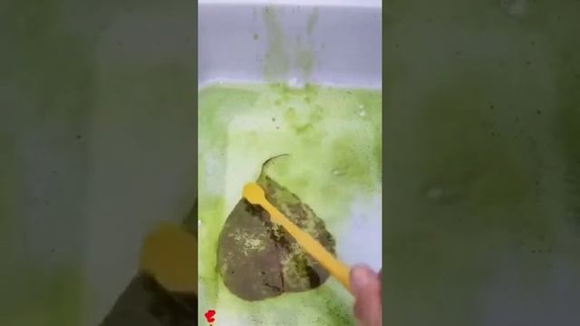 Removing Chlorophyll from a leaf смотреть онлайн