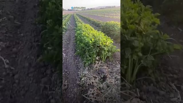 Сельдерей черешковый обзор🥬 #фермеры #сельскоехозяйство #сельдерей смотреть онлайн