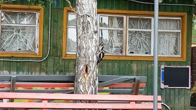 Дятел со слетком смотреть онлайн