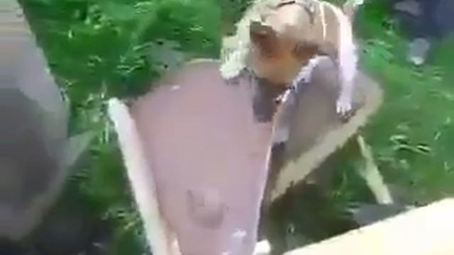 Собака сама себя развлекает смотреть онлайн