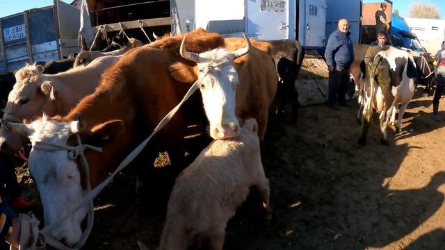 МЕРКІ МАЛ БАЗАРЫ 27.04.2023 ІРІ ҚАРА БАҒАЛАРЫ