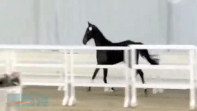 SOLD Cricket, Reserve Champion Hanoverian Free Jumping Test смотреть онлайн