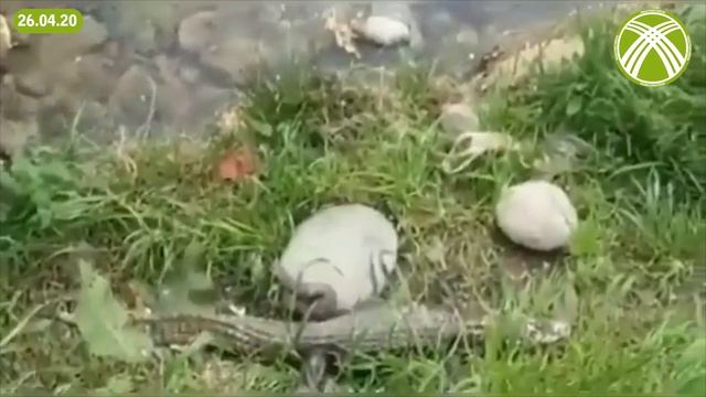 МЫНА САГА! Ошто Ак-Буура дарыясынан крокодил чыкты – ВИДЕО смотреть онлайн