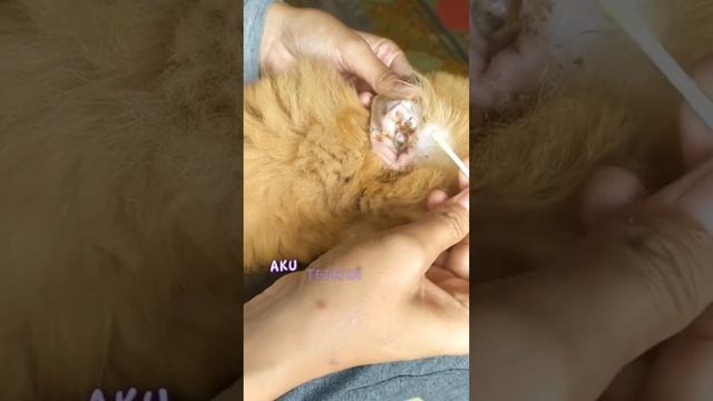 Ketika Anabul pny mslh di telinganya, solusinya jls: Ear Med! Rasakan hsl luar biasa! 🐱 #dewarangga смотреть онлайн