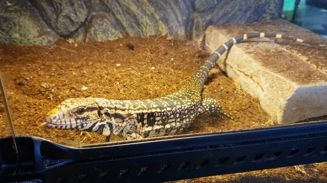 Tegu and Turtle EAT PINKY MICE | Diet Discussion! смотреть онлайн