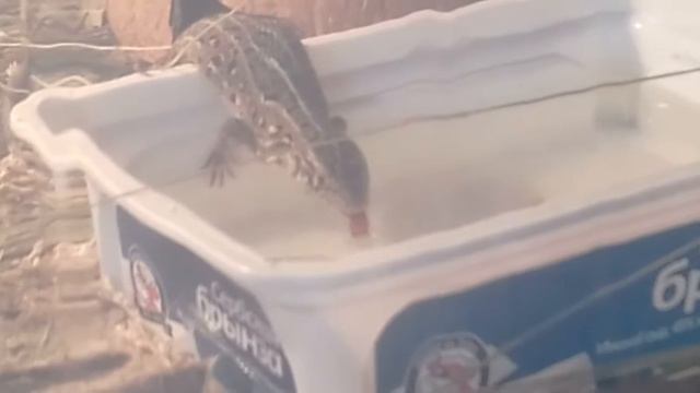 Ящерица Сосиска пьёт воду смотреть онлайн