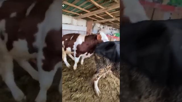 Doğal yolla tohumlama смотреть онлайн