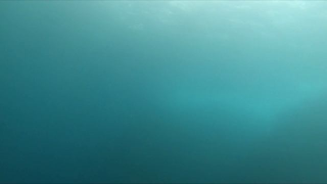 Best Fish in the Caribbean ! смотреть онлайн